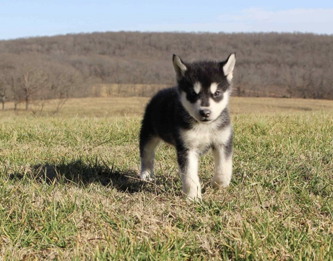 comprar cachorros sanos, baratos y asequibles para la venta